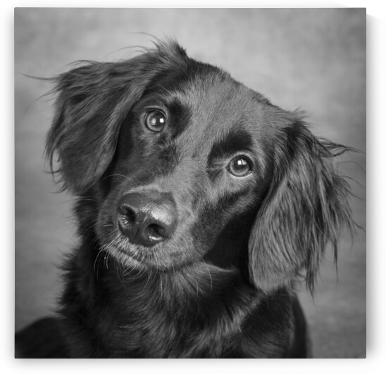 Studio portrait of mixed breed dog 208726 by Panoramic Images