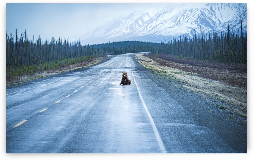 Bear Break by Geoffrey Prior