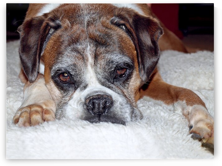 Please Let Me Stay by the Fire by Gill Billington