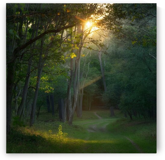 A conceptual painting depicting a sunrise in a magical strategy. The forest is tucked away with access to the sun between two clearings creating multiple options and an attractive blur. It contains clear light and clear colors for the beauty and tranquili by Abdelwahab Khalil