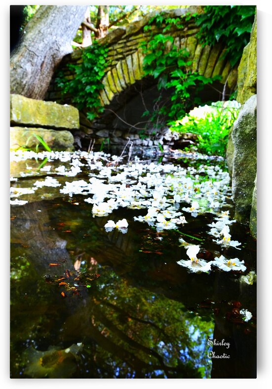 Mystical Entry  by Shirley Chaotic