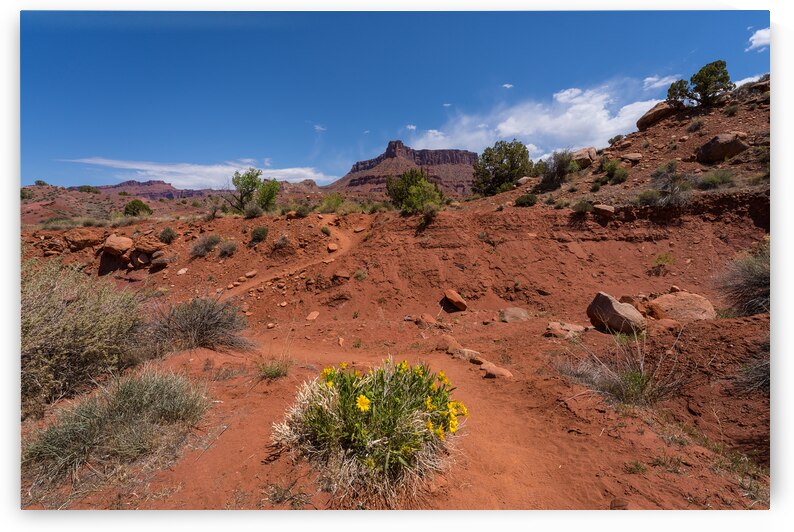 Yellow Daisies By Professor Creek Hike by Jennifer White