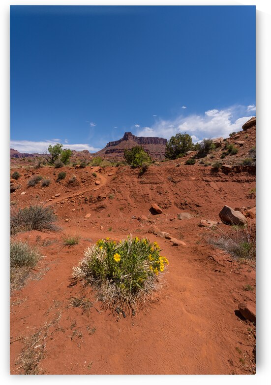 Yellow Daisies Along Professor Creek Hike by Jennifer White