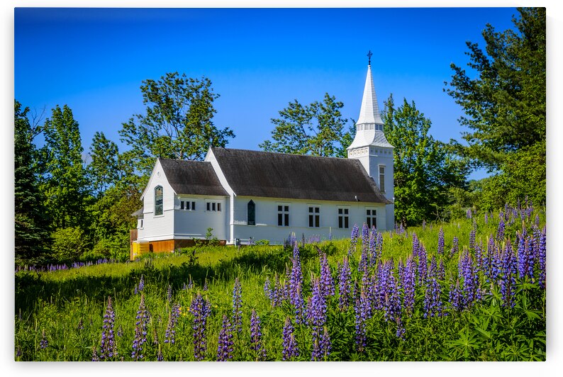 Lupine Symphony in Sugar Hill by Jeff Folger