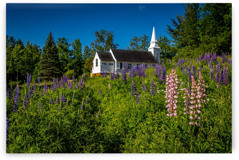 Lupine Fields at Saint Matthews in Sugar Hill New Hampshire by Jeff Folger