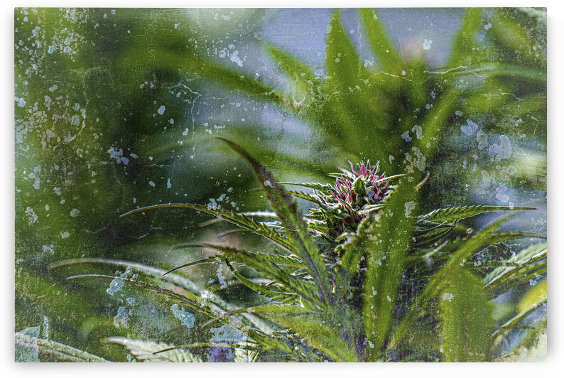 Nuken with purple pistils & texture overlay by Heather Marie Clark