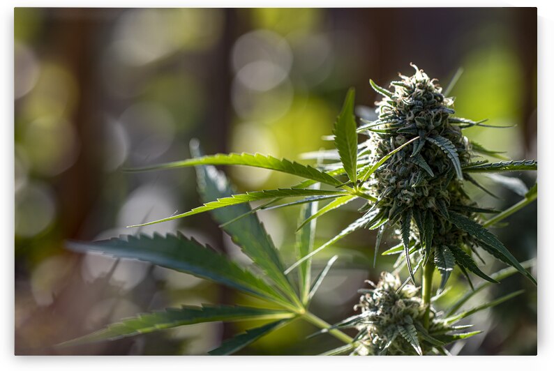 Mary Jane in the Garden by Heather Marie Clark