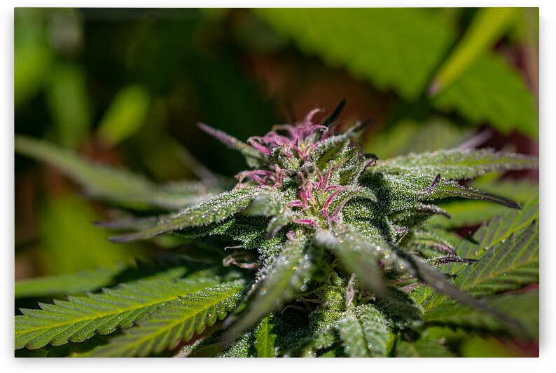 Glittering Cannabis by Heather Marie Clark