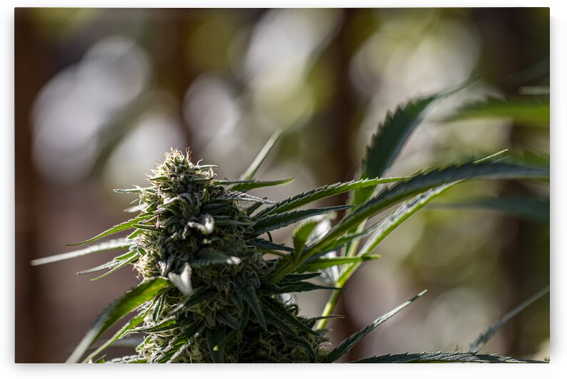 Tilted Cola by Heather Marie Clark