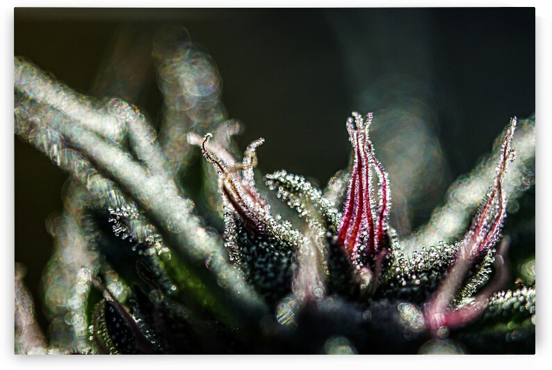 Glittering Nuken by Heather Marie Clark