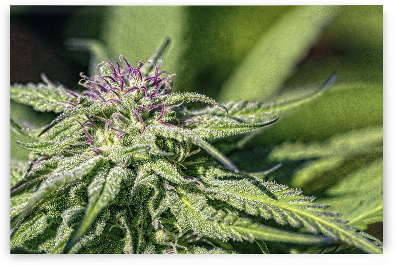 Purple Pistils on Nuken: growing outdoors by Heather Marie Clark