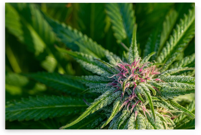 Morning Dew on Marijuana  by Heather Marie Clark