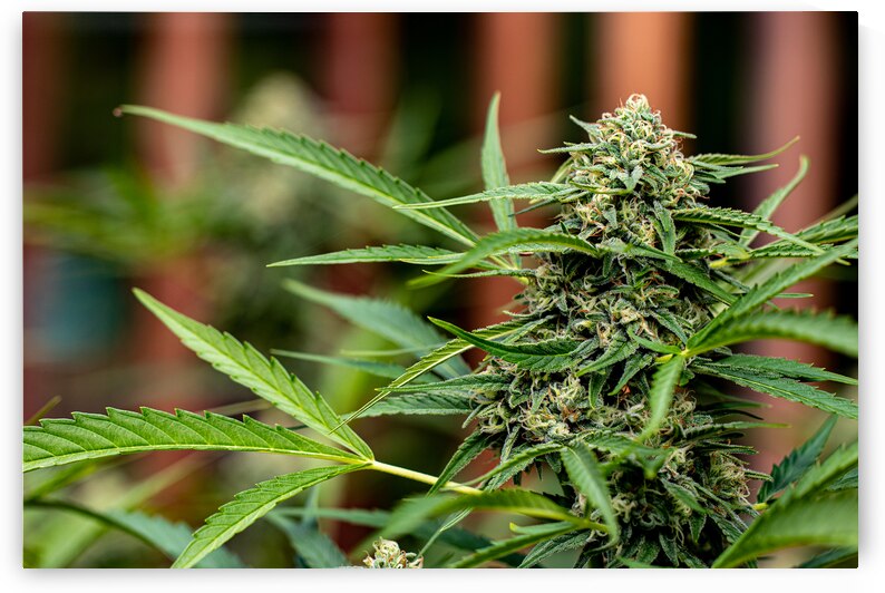 BC outdoor bud by Heather Marie Clark