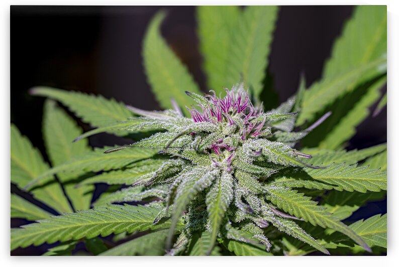 Marijuana Bud Surrounded with Vibrant Green Leaves  by Heather Marie Clark