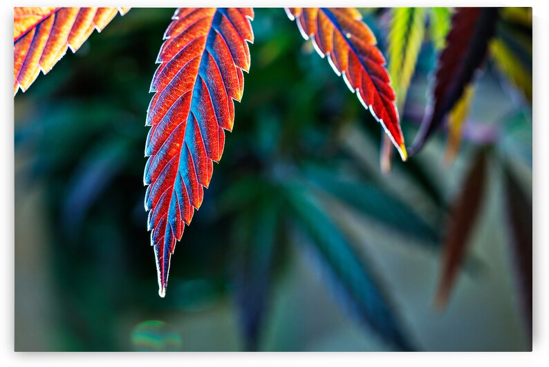 Techno color pot leaves by Heather Marie Clark