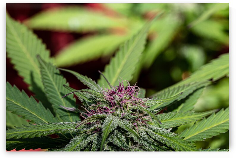 Vibrant Purple Nuken by Heather Marie Clark