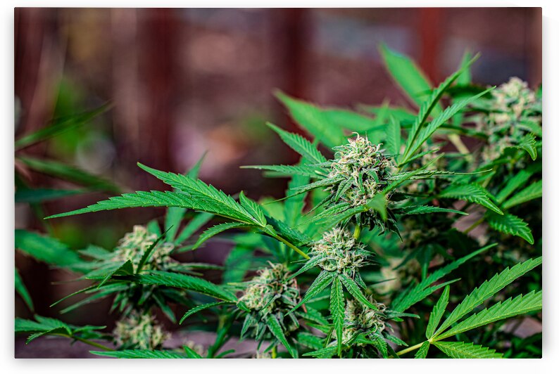 Happy little Cannabis garden by Heather Marie Clark