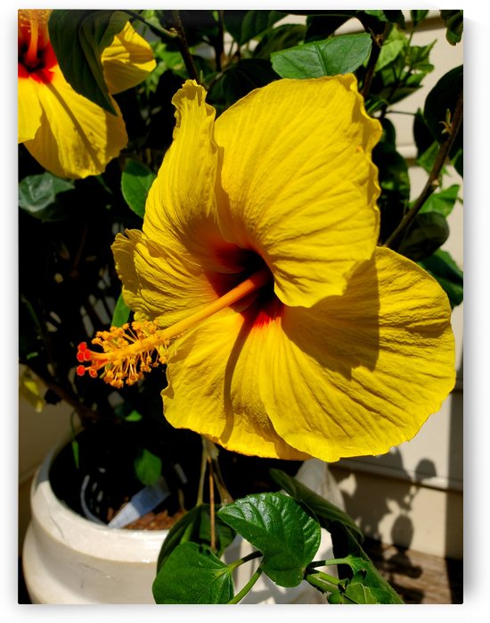 Spring Has Sprung by The NC Geek