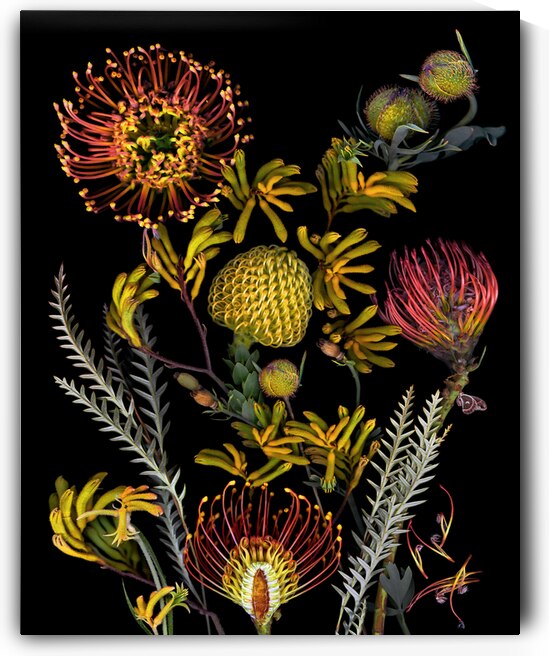 Protea and Kangaroo Paws by Jane Baron