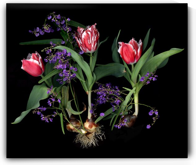 3 Tulips  by Jane Baron