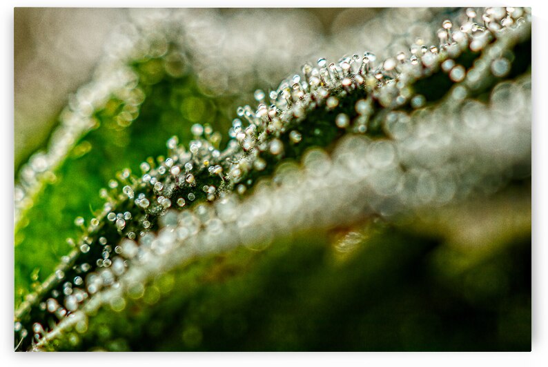 Close-up of Trichomes on Cannabis by Heather Marie Clark
