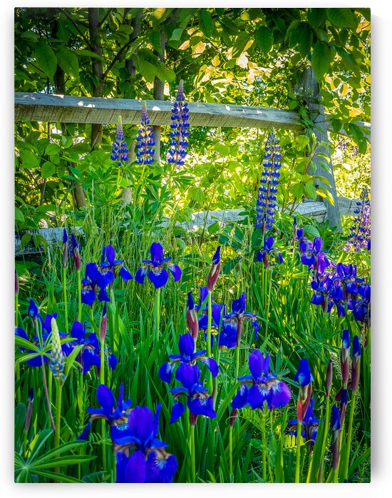 Shades of Blue: Irises and Lupins in Full Bloom by Jeff Folger