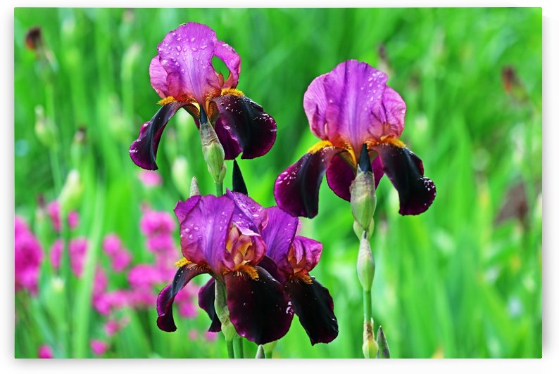 Shades Of Purple Iris Bouquet by Deb Oppermann
