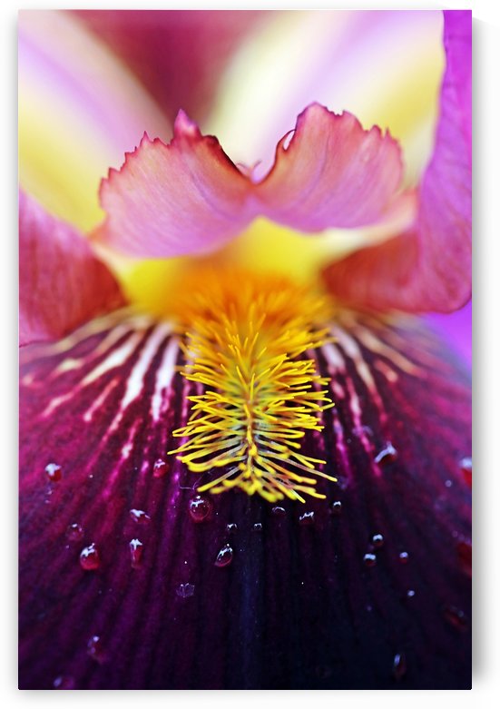 Delightful Iris by Deb Oppermann