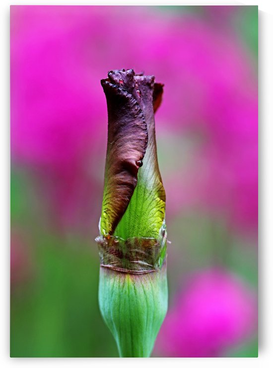 Butterscotch And Pink by Deb Oppermann