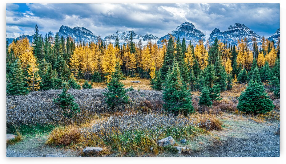 Majestic Larches by Geoffrey Prior