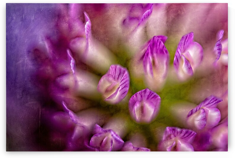 Painterly Purple Clover by Heather Marie Clark