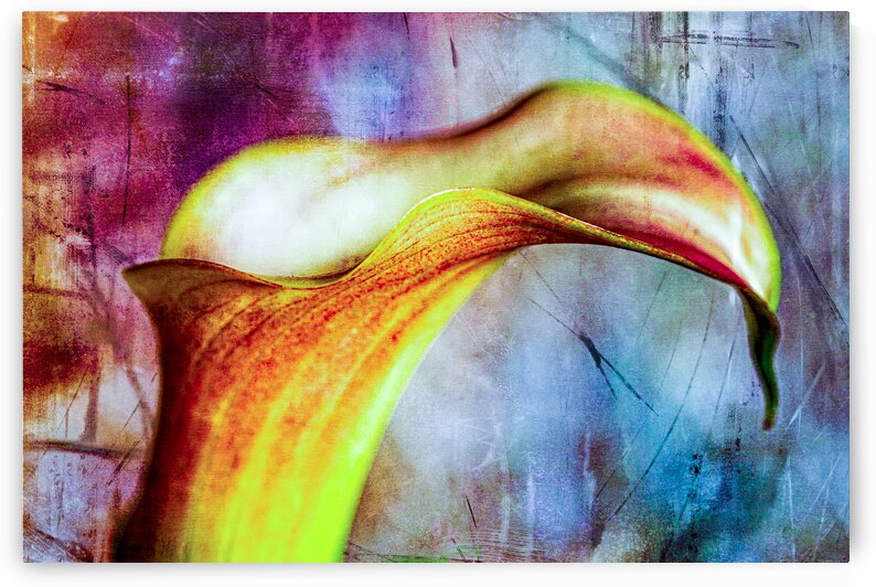 Yellow Calla Lilly by Heather Marie Clark