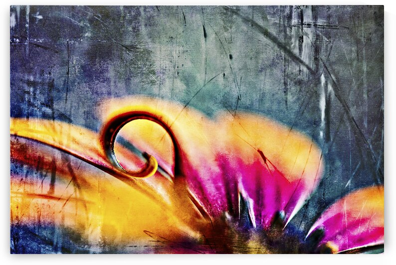 Vibrant African Daisy  by Heather Marie Clark