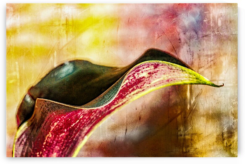 Black Calla Lilly  by Heather Marie Clark