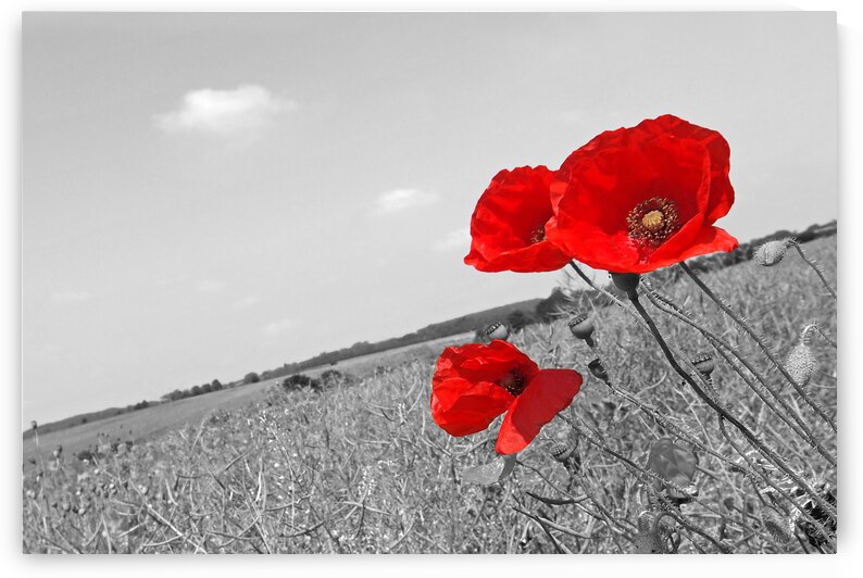 Poppy Fields 2 Black and White by Gill Billington