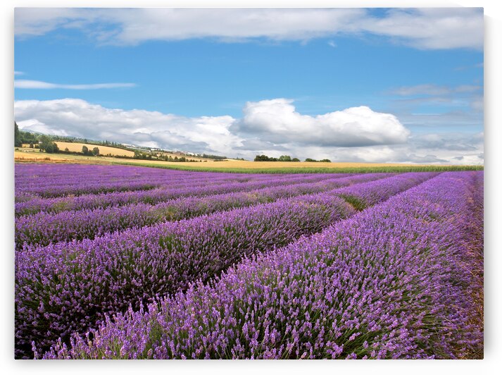 Lavender Field With Blue Sky by Gill Billington