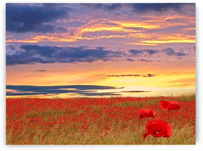 Poppy Field At Sunset by Gill Billington