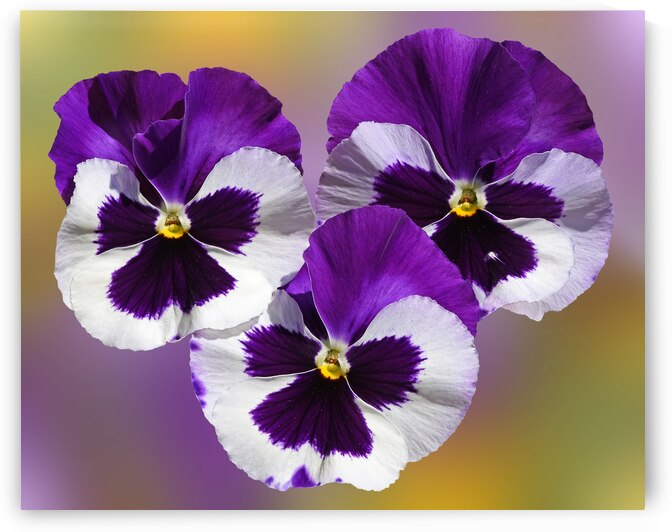 Purple Pansy Sunny Faces  by Gill Billington