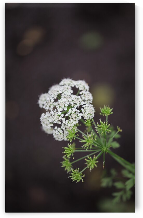 Fleur blanche by Laetitia Servant