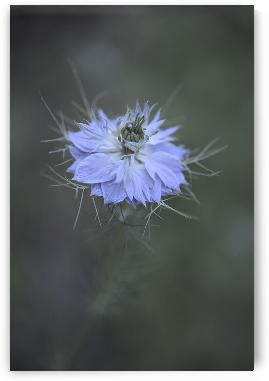 Floral by Laetitia Servant