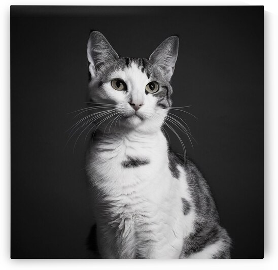 A black and white photo of a cat emphasizing its elegant form and contrasting features. by badryano