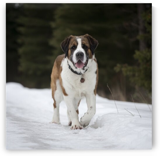 Canine caretaker: A St. Bernard rescuing a lost hiker in snowy terrain. by badryano