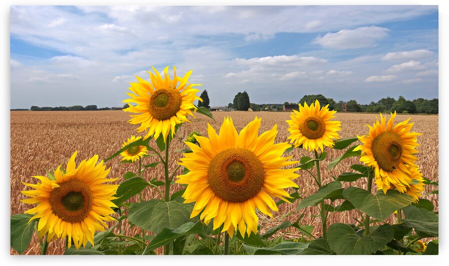 Sumertime on the Farm by Gill Billington
