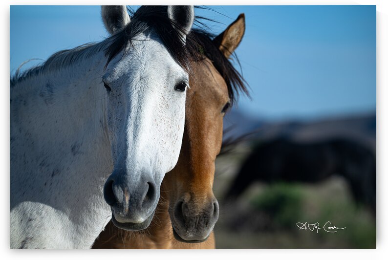 BZ9 7811 Enhanced NR by Susan Lynn Cooke