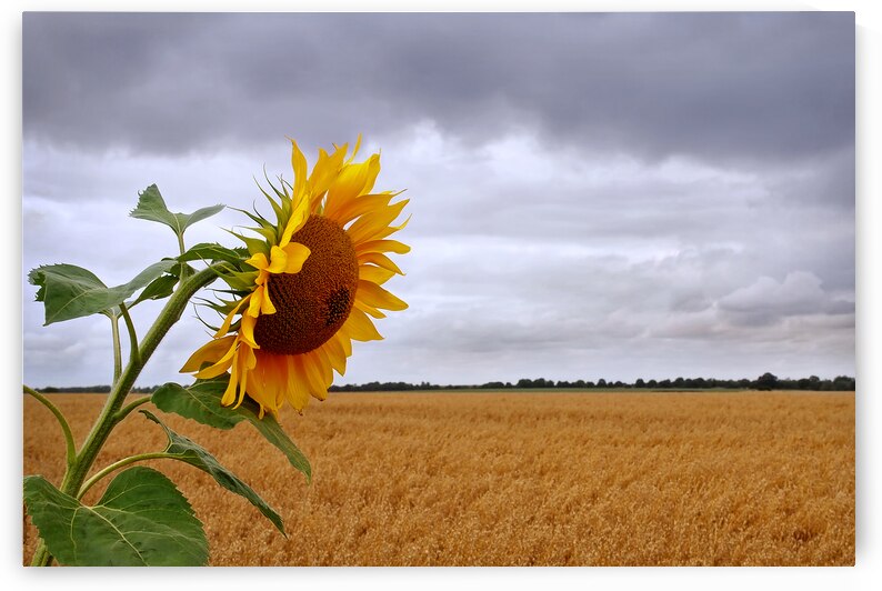 Summer Storm - Sunflower at Harvest Time by Gill Billington