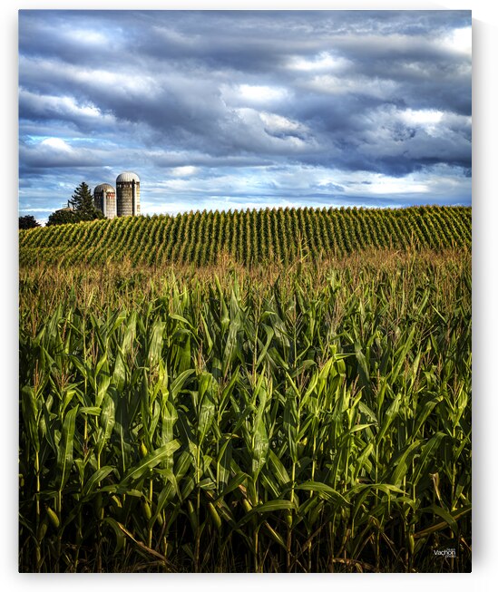 aMAIZing by Jean Vachon Photographe