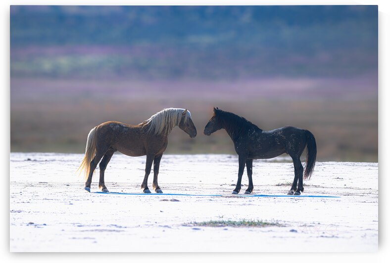 BZ9 8998 Enhanced NR by Susan Lynn Cooke