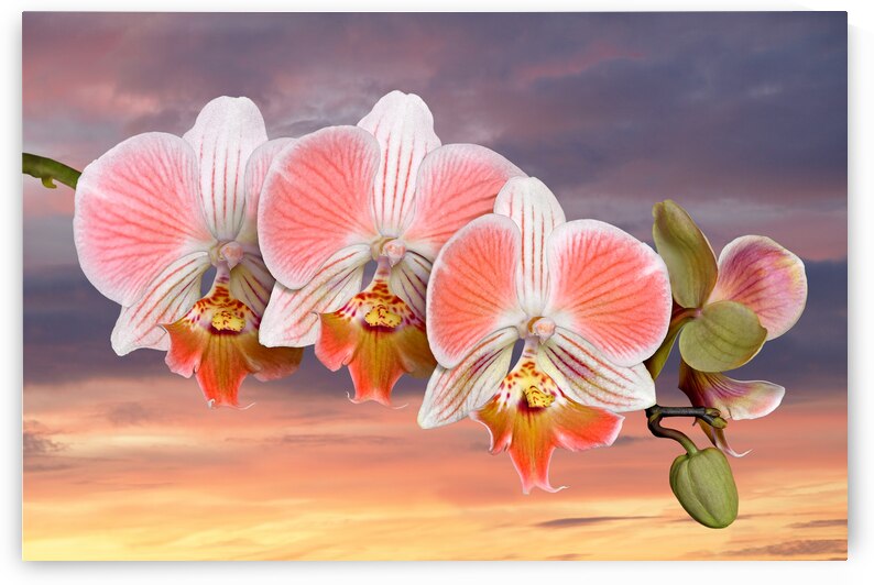 Coral Pink Orange Orchid Sunset by Gill Billington