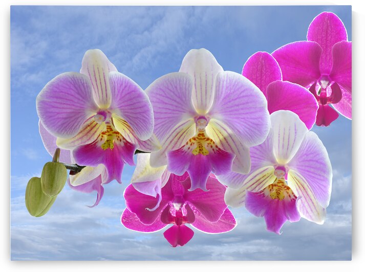 Colorful Purple Pink Orchids by Gill Billington