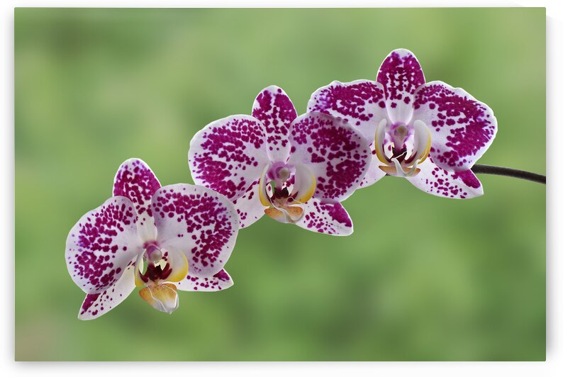 Pink And White Orchid On Green by Gill Billington